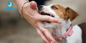 Mơ thấy chó cắn vào người khác