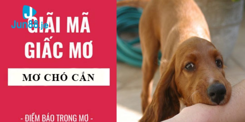 Nằm mơ thấy chó cắn dự báo cho bạn điềm gì?