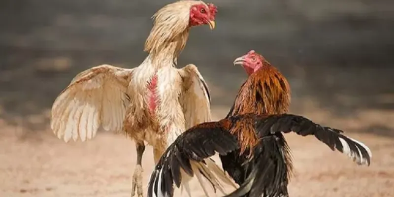 Cá cược trường gà Thomo hiện đang được nhiều kê thủ yêu thích