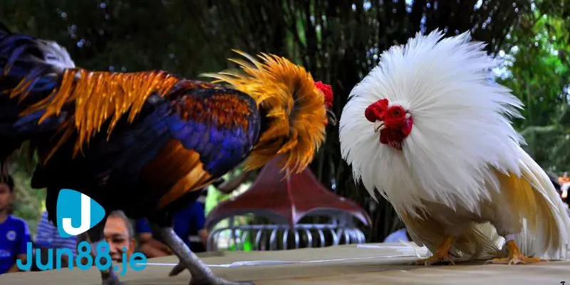 Chất lượng hình ảnh sắc nét thu hút người xem và cược